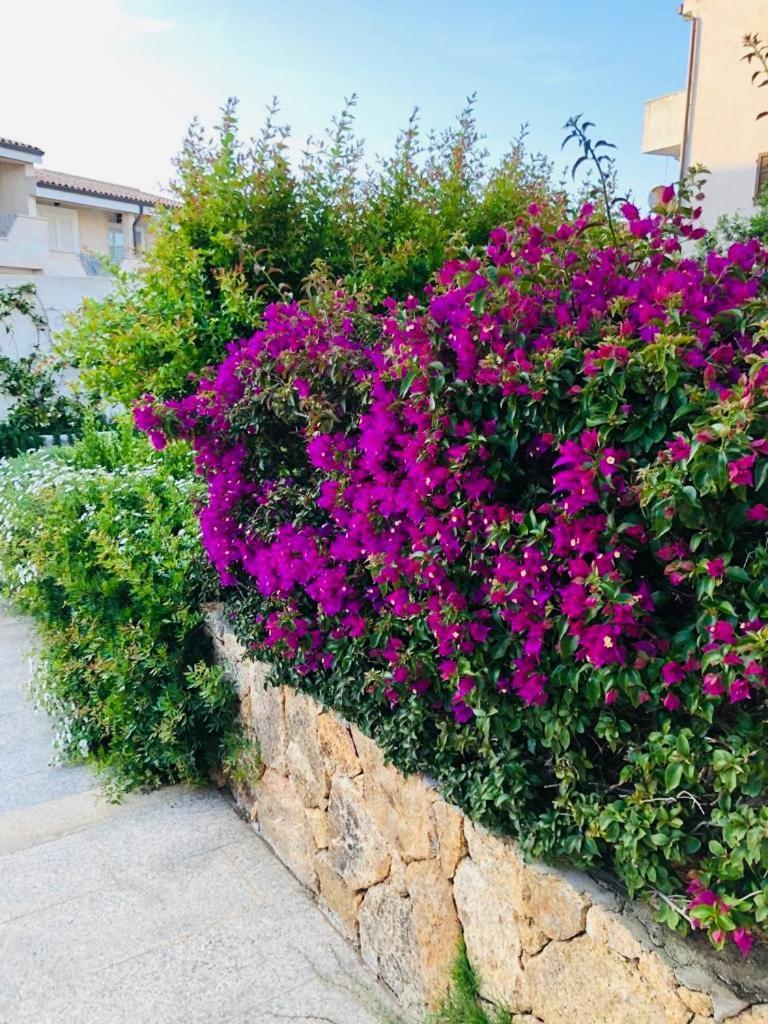 Lotus Wellness Apartment - Resort Ginestre - Palau - Sardinia Dış mekan fotoğraf